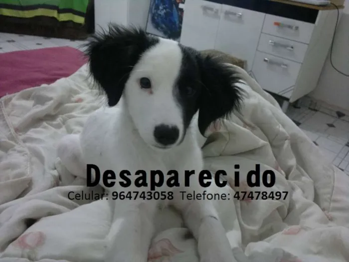 Cachorro ra a vira lata idade 2 a 6 meses nome damon GRATIFICA