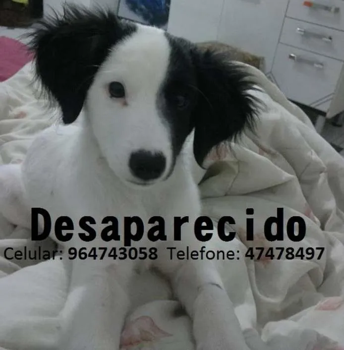 Cachorro ra a vira lata idade 2 a 6 meses nome damon GRATIFICA
