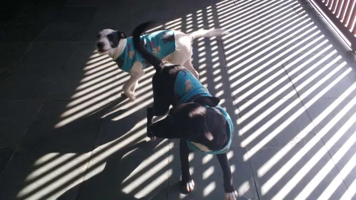 Cachorro ra a SRD idade 2 a 6 meses nome preto e branco