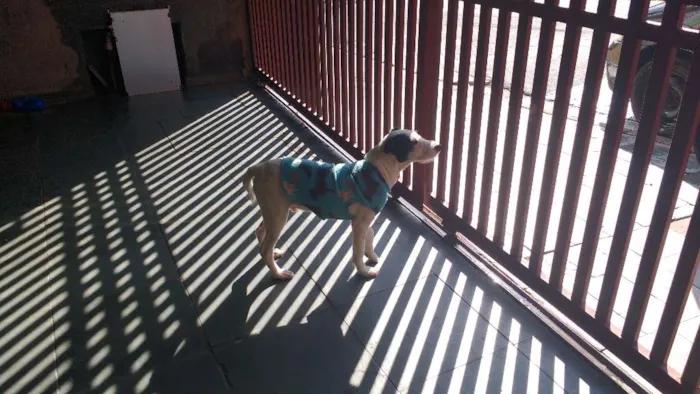 Cachorro ra a SRD idade 2 a 6 meses nome preto e branco