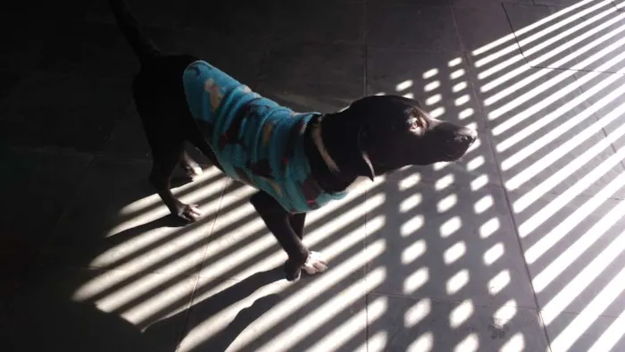 Cachorro ra a SRD idade 2 a 6 meses nome preto e branco