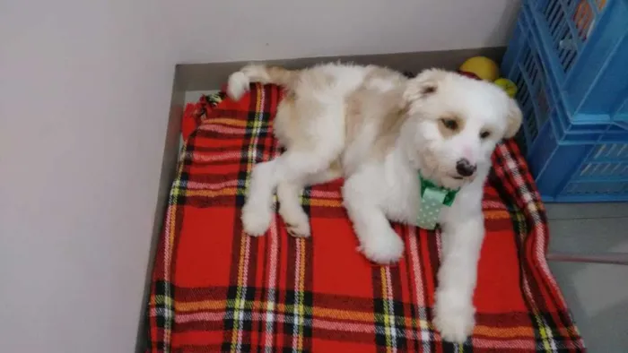 Cachorro raça mestiço poodle idade 1 ano nome Fredy