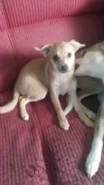 milu e luli