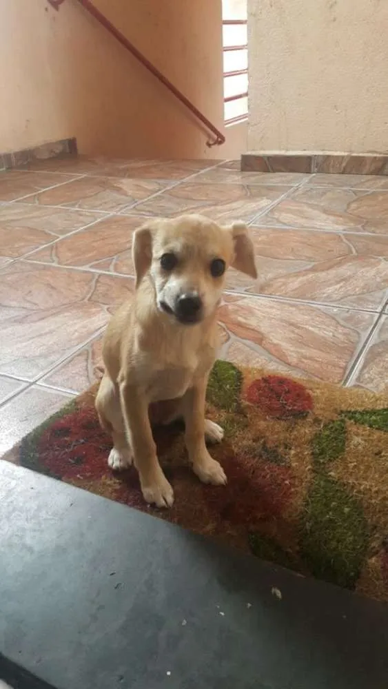 Cachorro ra a pinscher 2 idade 2 a 6 meses nome milu e luli