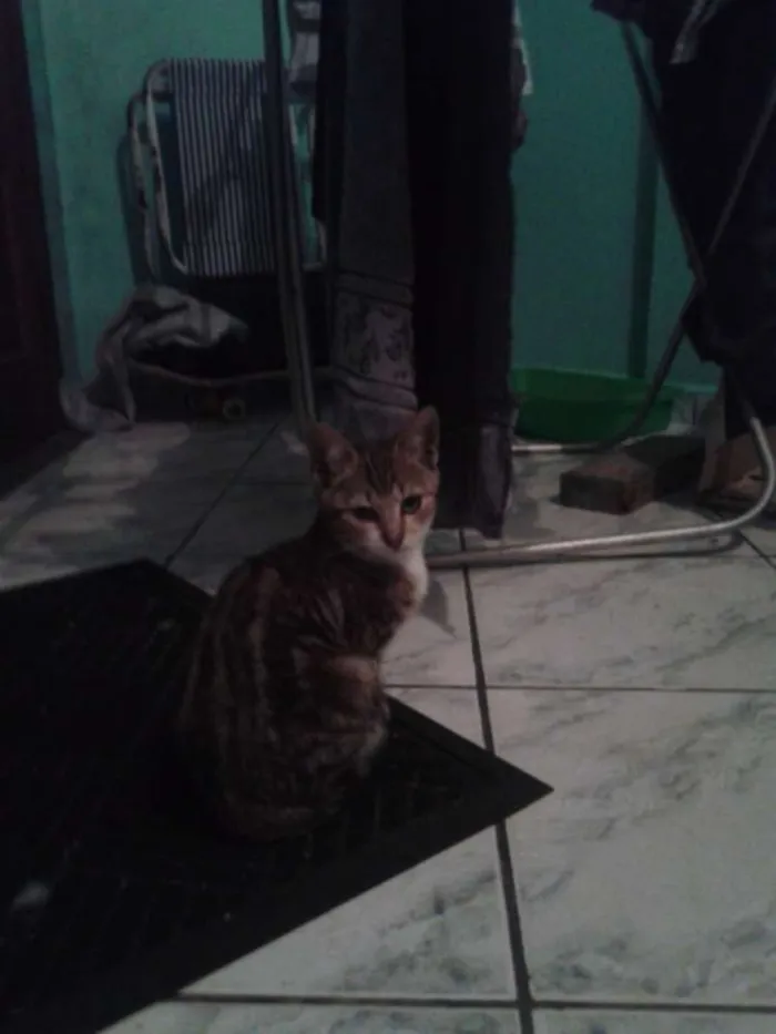 Gato ra a Pelo corto americano idade 2 a 6 meses nome Chiquito