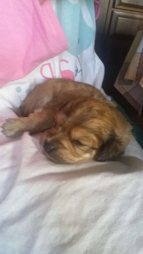 Cachorro ra a Indefinida idade Abaixo de 2 meses nome Sem nome