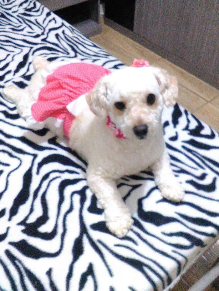 Cachorro raça Poodle idade 3 anos nome Nicole
