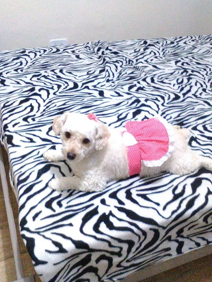 Cachorro raça Poodle idade 3 anos nome Nicole