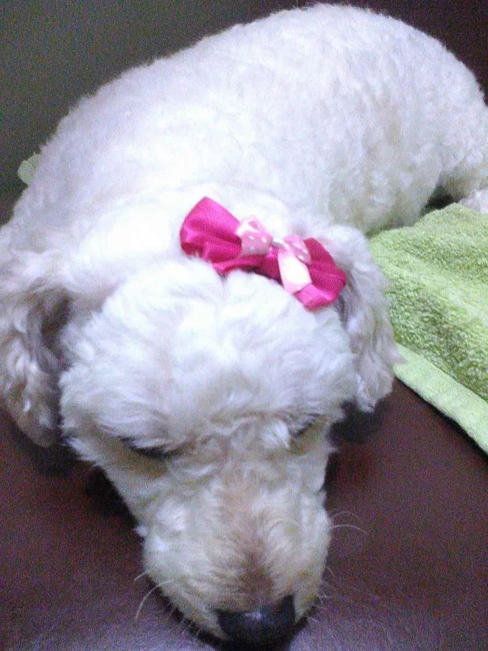 Cachorro raça Poodle idade 3 anos nome Nicole