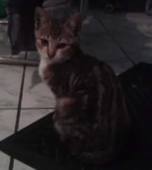 Gato raça Pelo corto americano idade 2 a 6 meses nome Chiquito