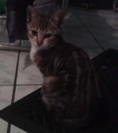 Gato ra a Pelo corto americano idade 2 a 6 meses nome Chiquito