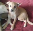 milu e luli