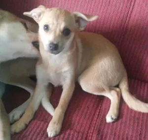 Cachorro raça pinscher 2 idade 2 a 6 meses nome milu e luli