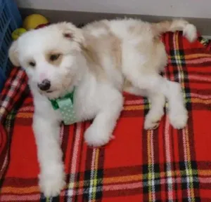 Cachorro raça mestiço poodle idade 1 ano nome Fredy