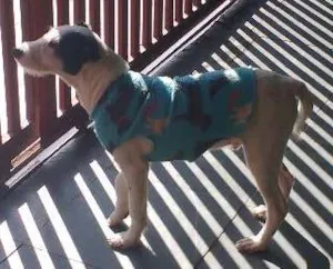 Cachorro raça SRD idade 2 a 6 meses nome preto e branco
