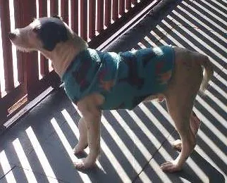 Cachorro ra a SRD idade 2 a 6 meses nome preto e branco
