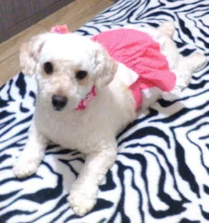 Cachorro raça Poodle idade 3 anos nome Nicole