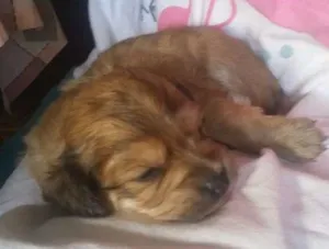 Cachorro raça Indefinida idade Abaixo de 2 meses nome Sem nome