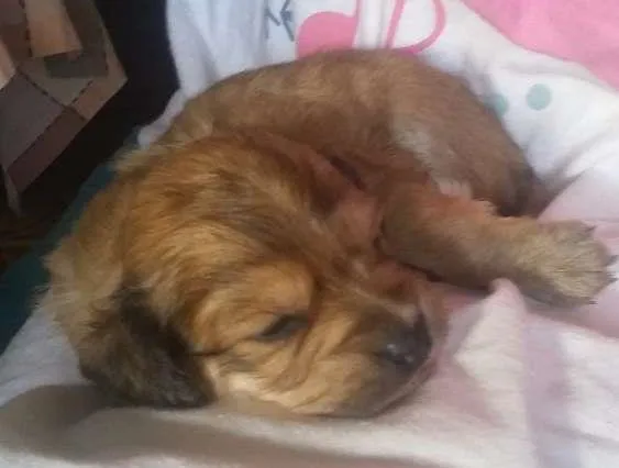 Cachorro ra a Indefinida idade Abaixo de 2 meses nome Sem nome