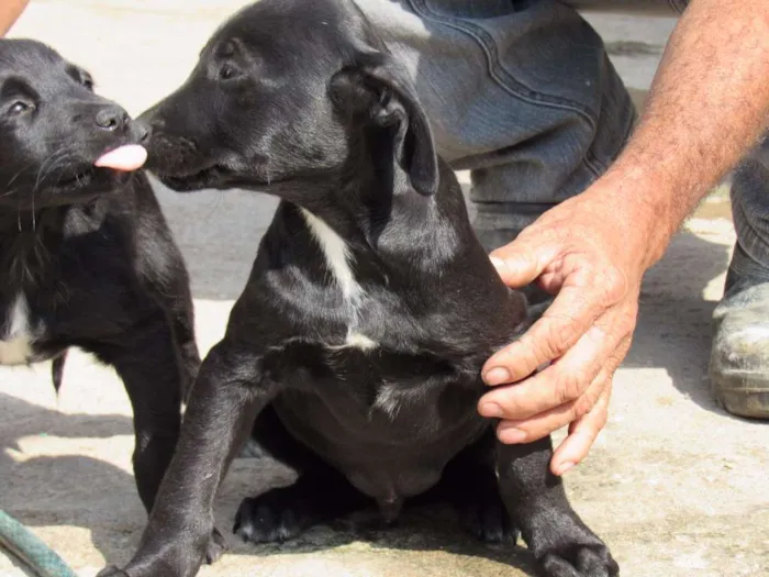 Cachorro ra a SRD idade 2 a 6 meses nome APOLLO