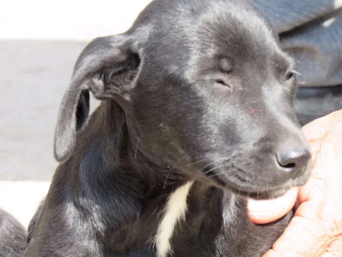 Cachorro ra a SRD idade 2 a 6 meses nome APOLLO