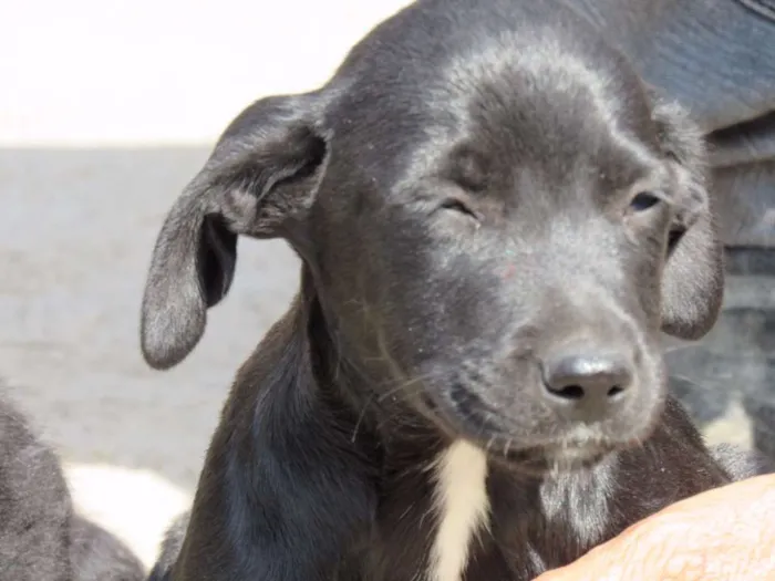 Cachorro ra a SRD idade 2 a 6 meses nome APOLLO