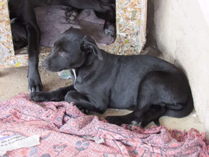 Cachorro ra a SRD idade 2 a 6 meses nome APOLLO