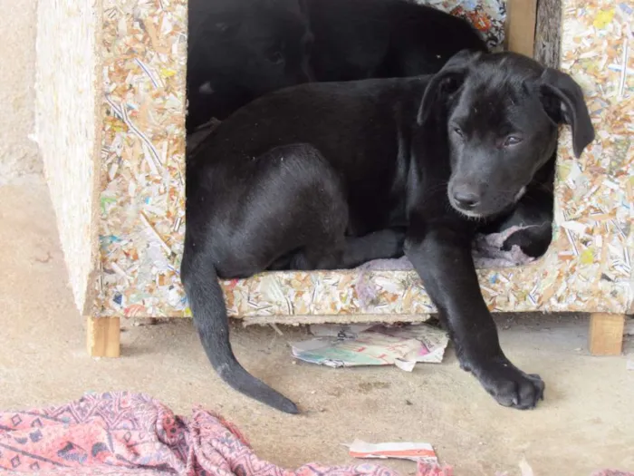 Cachorro ra a SRD idade 2 a 6 meses nome APOLLO
