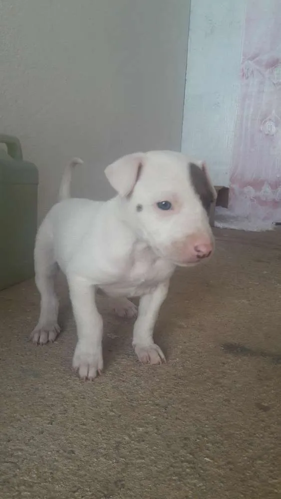 Cachorro raça Pit Bull idade Abaixo de 2 meses nome Nina 