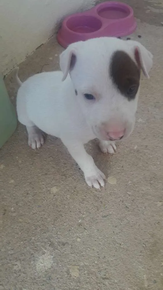 Cachorro raça Pit Bull idade Abaixo de 2 meses nome Nina 