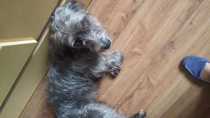 Cachorro ra a Sem raça definida idade 2 anos nome Pepa