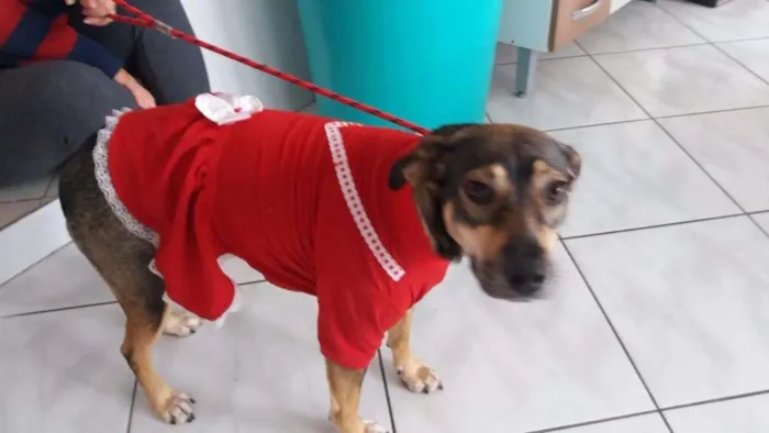 Cachorro ra a SRD idade 2 anos nome Lucy