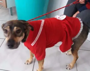 Cachorro raça SRD idade 2 anos nome Lucy
