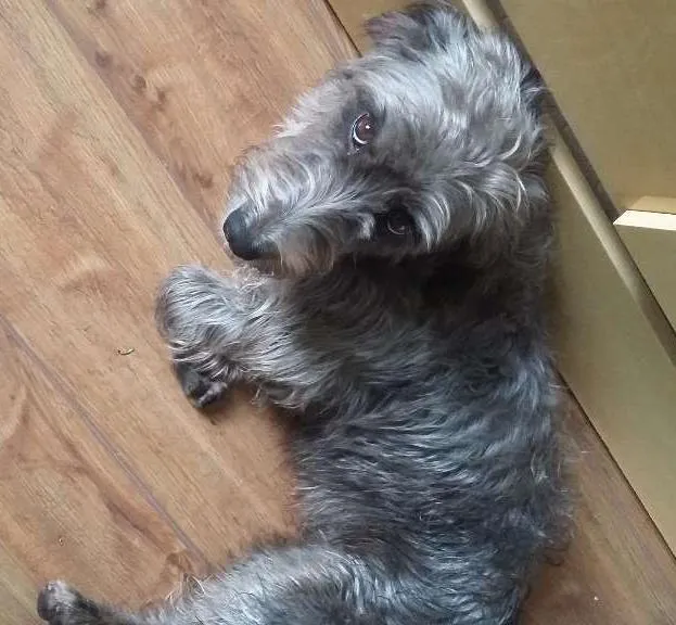 Cachorro ra a Sem raça definida idade 2 anos nome Pepa