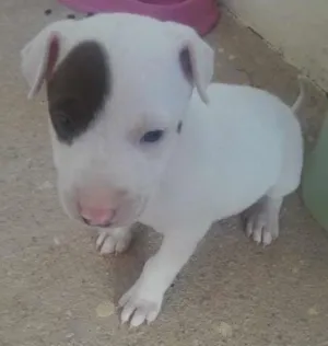Cachorro raça Pit Bull idade Abaixo de 2 meses nome Nina 