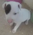 Nina