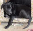 APOLLO