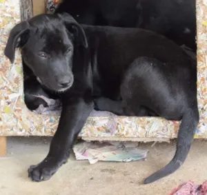 Cachorro raça SRD idade 2 a 6 meses nome APOLLO