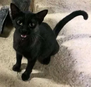 Gato raça  idade 2 a 6 meses nome Nina