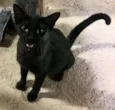 Nina