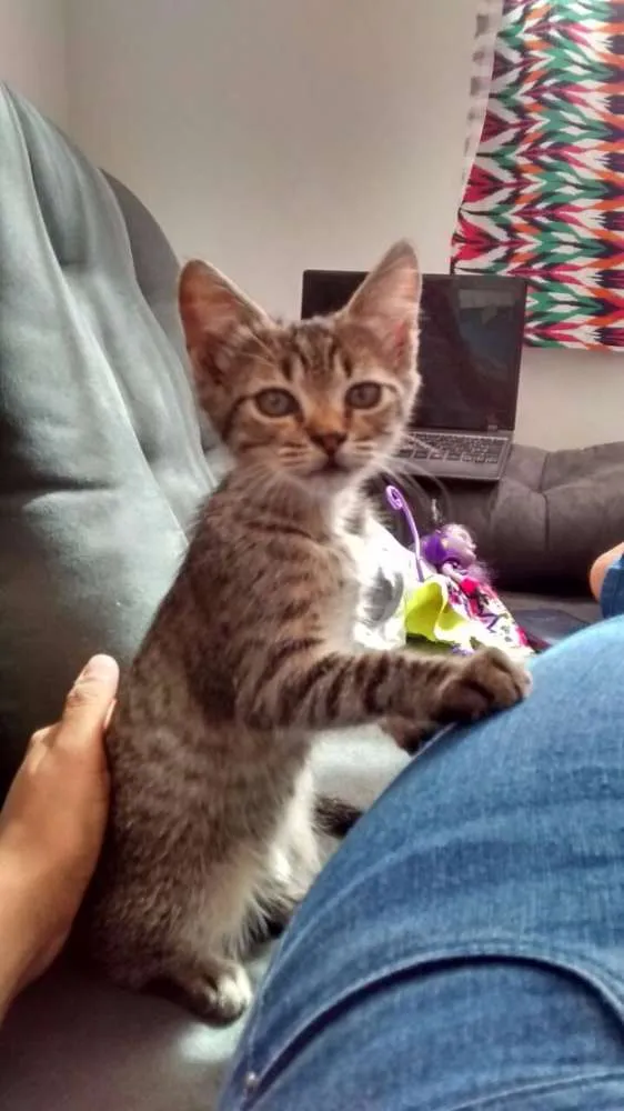 Gato raça SRD idade 2 a 6 meses nome Angelina