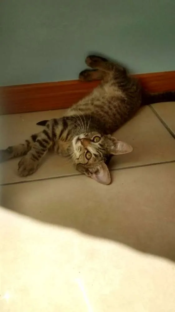 Gato raça SRD idade 2 a 6 meses nome Angelina