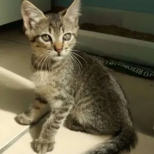 Gato raça SRD idade 2 a 6 meses nome Angelina