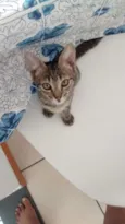 Angelina