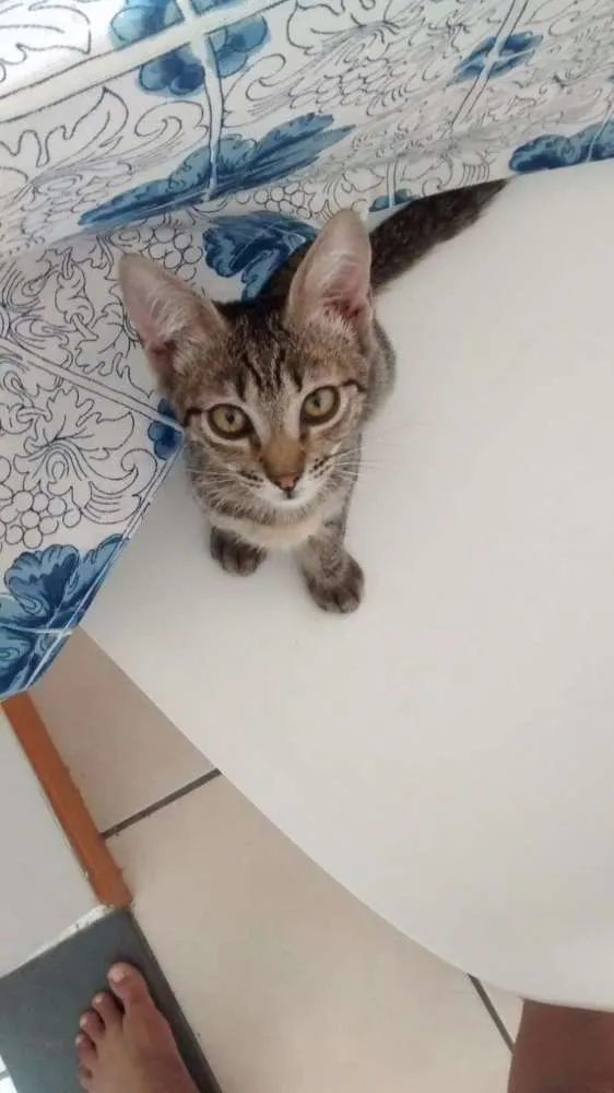 Gato raça SRD idade 2 a 6 meses nome Angelina
