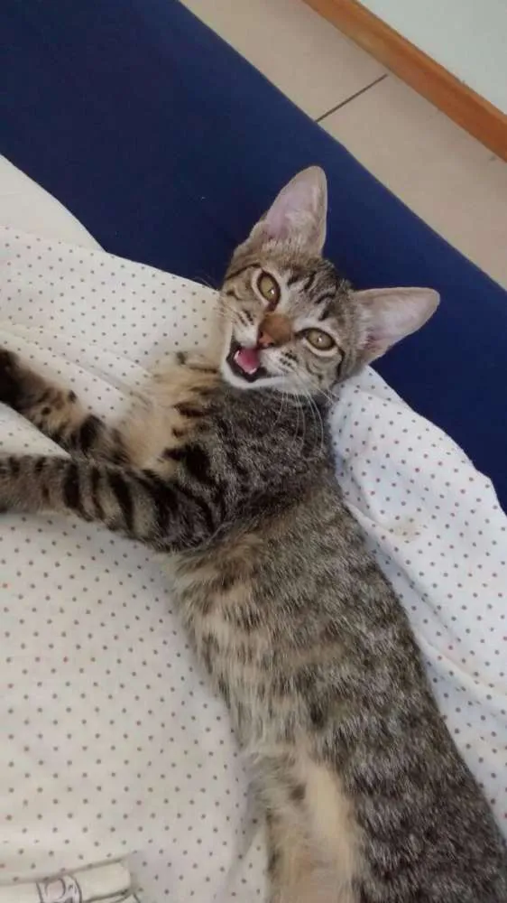Gato raça SRD idade 2 a 6 meses nome Angelina