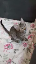 Angelina