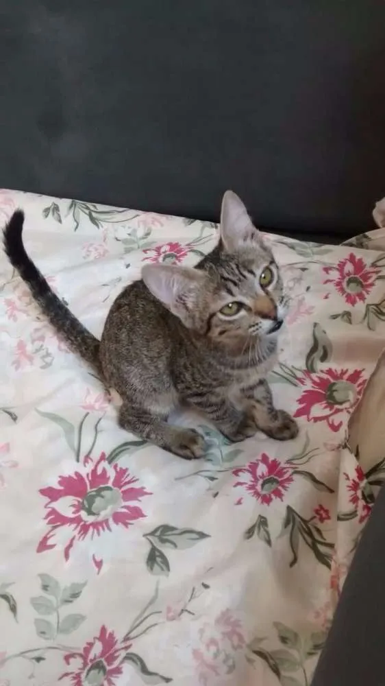 Gato raça SRD idade 2 a 6 meses nome Angelina