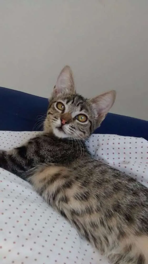 Gato raça SRD idade 2 a 6 meses nome Angelina