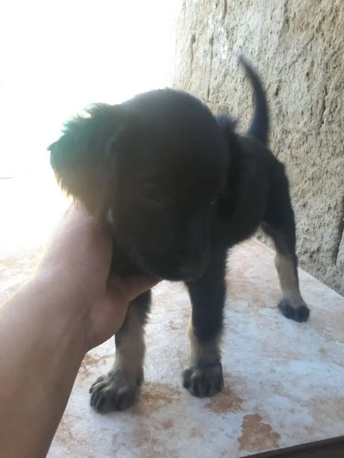 Cachorro ra a indefinida idade 2 a 6 meses nome gordinha*